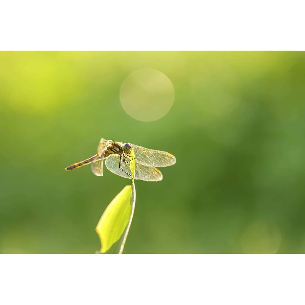 美品　シグマ 105mm F2.8 DG DN MACRO ソニーEマウント用 260651_5acccfa8c1084228b3a7ed7